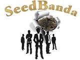 seedbanda семена конопли