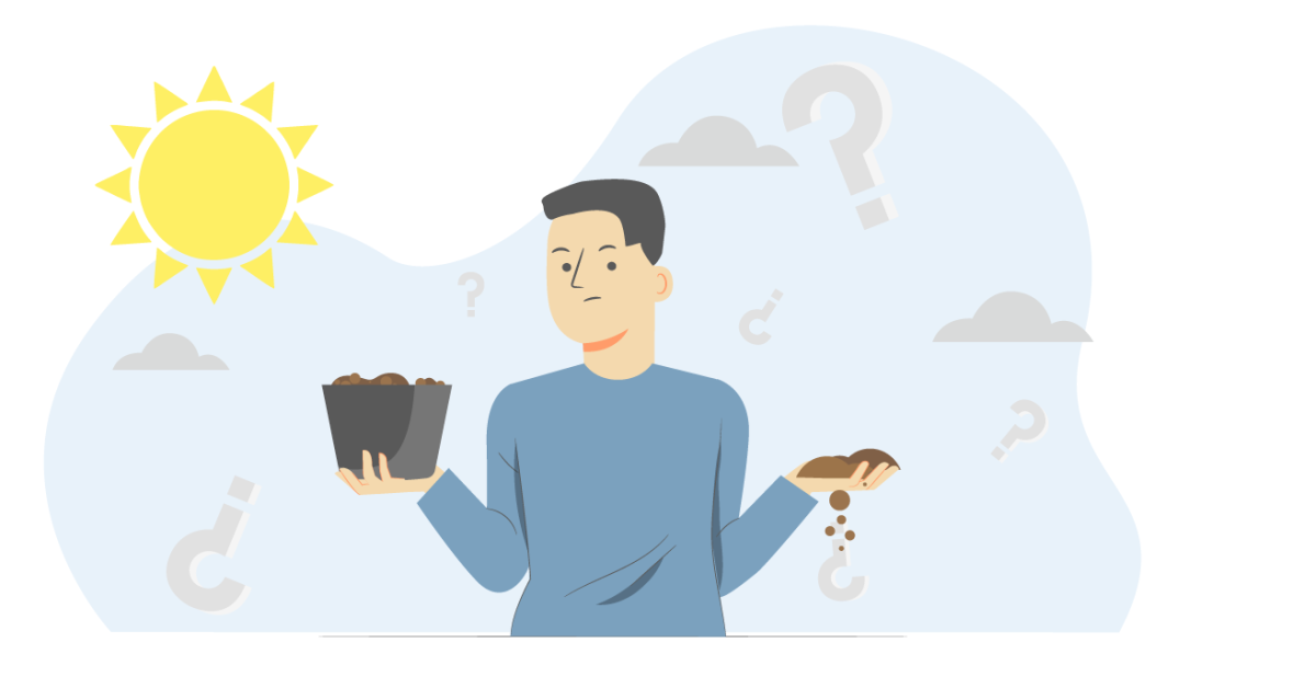 Выращивание в горшках или в грунте