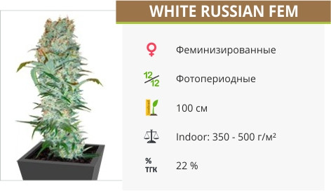 White Russian от Serious Seeds
