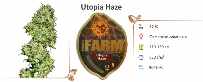 Utopia Haze Utopia Haze