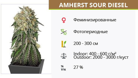 Сорт марихуаны Amherst Sour Diesel Amherst Sour Diesel от Humboldt Seeds