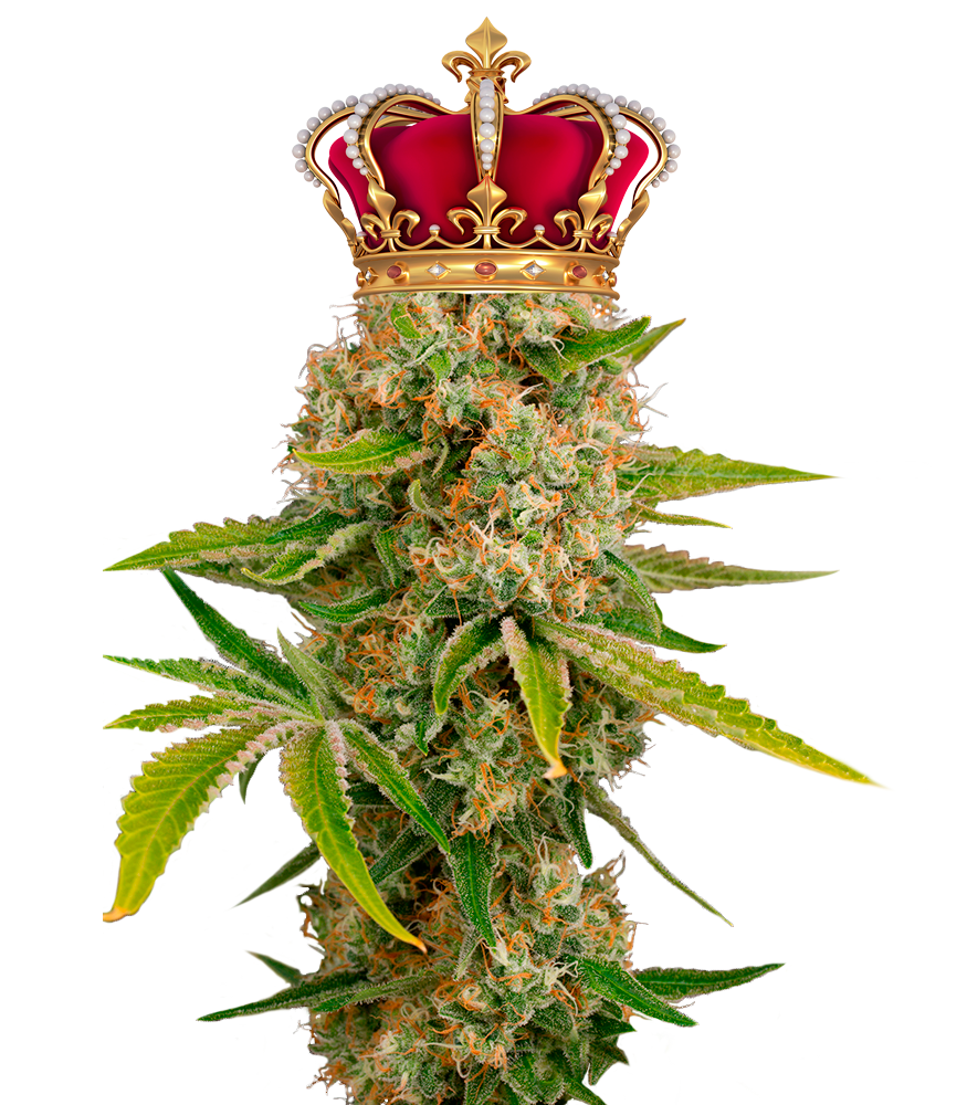 Лучшие сорта OG Kush