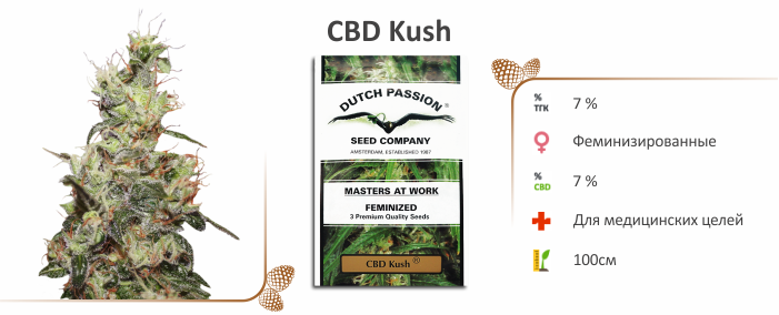 cbd_kush