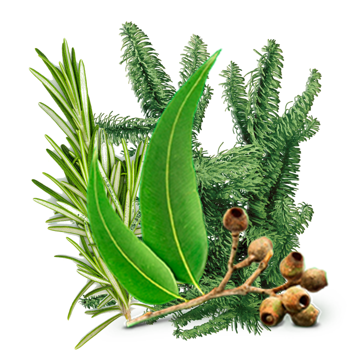 Сосновая свежесть пинена Терпены