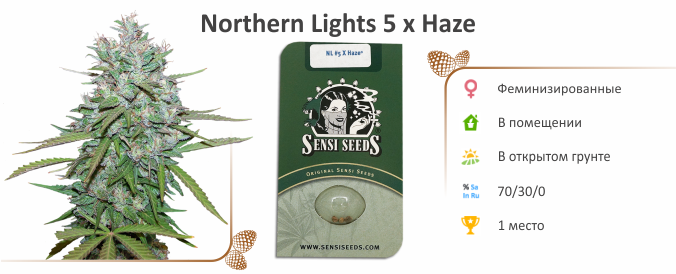 Northern Lights 5 x Haze