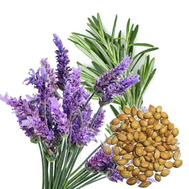 Борнеол – бальзам от всех болезней Терпены