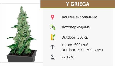 Y Griega от Medical Seeds