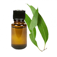 цинеол и эвкалиптол Терпены конопли