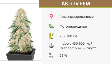 AK 77V от Victory Seeds