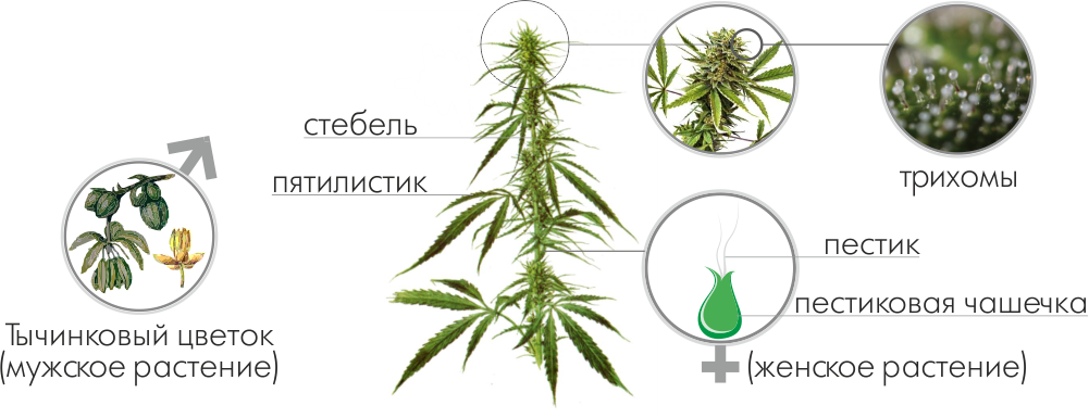 Строение растения конопли Строение растения конопли