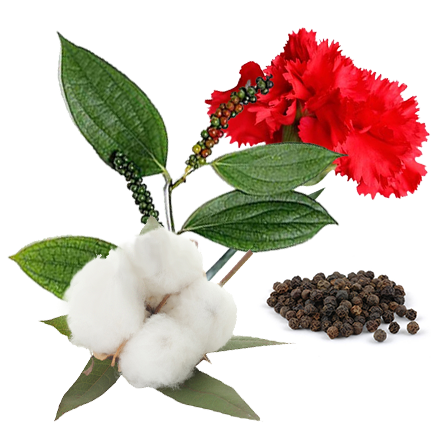 Black Hot Chili Кариофиллен Терпены