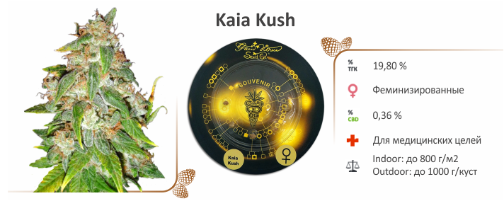 семена Kaia Kush