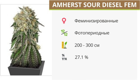 Amherst Sour Diesel от Humboldt Seeds