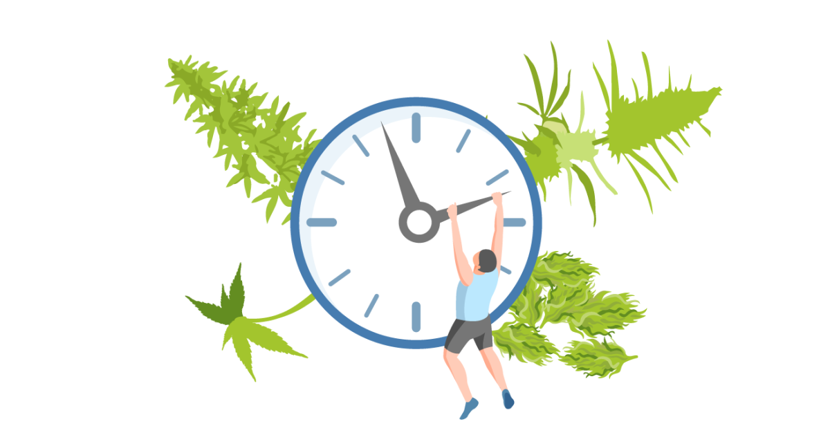 Длительность жизненного цикла конопли Как долго растет конопля