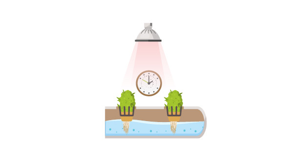 Преимущества гидропоники для автоцветущих сортов