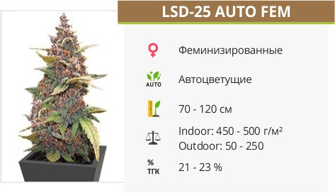 LSD 25 Auto от FastBuds