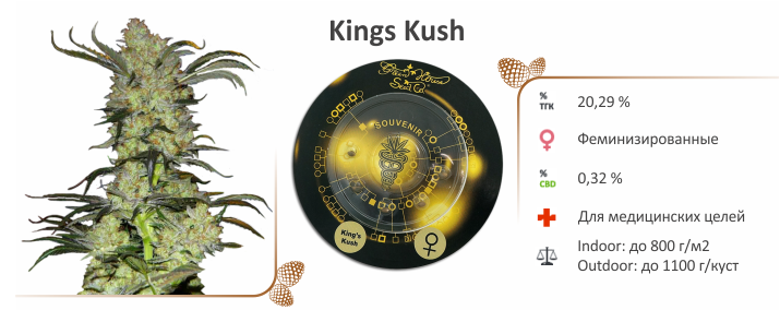 каннабис King's Kush