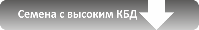 Семена конопли с высоким КБД Семена конопли с высоким КБД