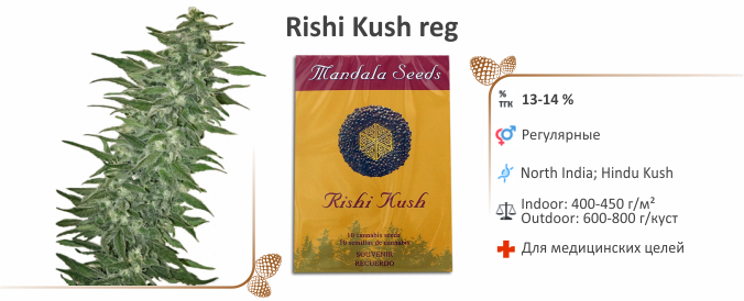 Rishi Kush