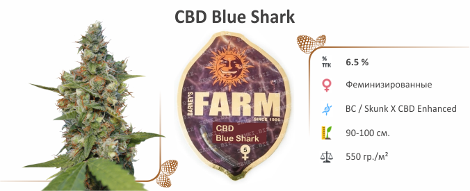 CBD Blue Shark CBD Blue Shark