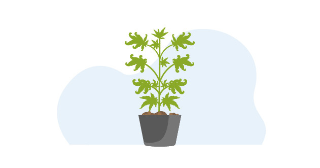 Скрученные листья конопли