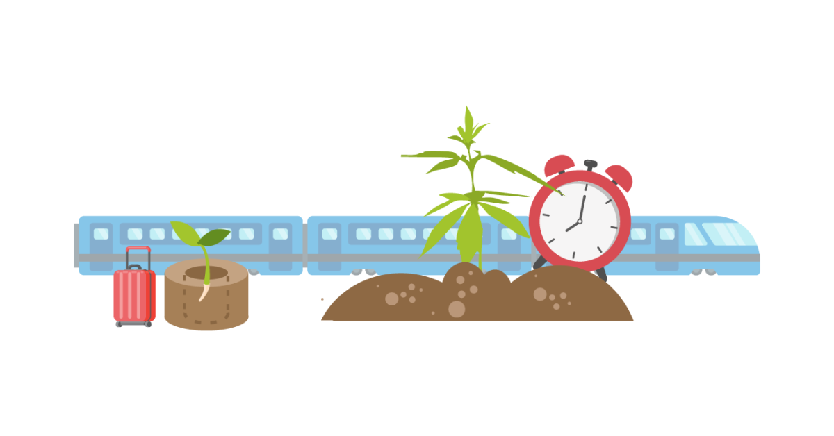 Проращивание автоцвета и высадка в открытый грунт