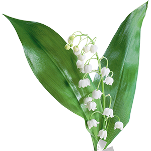 линалоол Терпены конопли