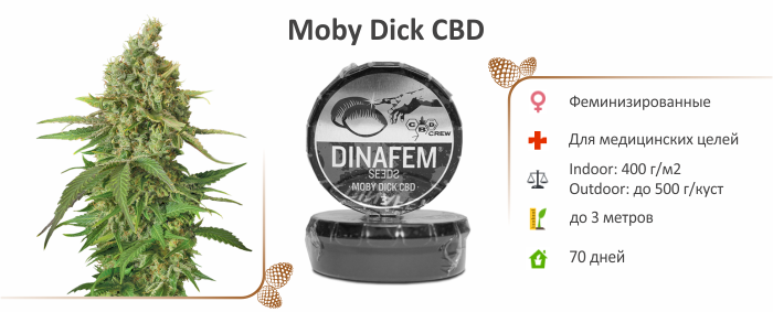 moby_dick_cbd