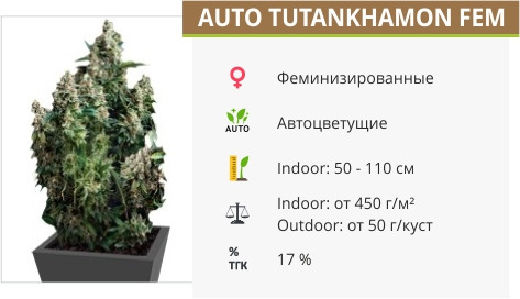 Сорт марихуаны Auto Tutankhamon Auto Tutankhamon от Pyramid Seeds